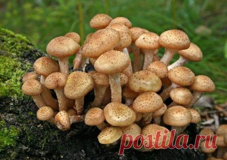 Как отличить осенние опята от ложных Наступила осень, а значит, пришла пора осенних опят. И отправляясь на тихую охоту в лес, нужно знать, как выглядят настоящие опята, а как ложные. Давайте попробуем в этом вместе разобраться. Опята Опята – небольшие грибы со шляпкой 3-10, а иногда и до 17 см...