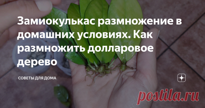 Замиокулькас размножение в домашних условиях. Как размножить долларовое дерево Статья автора «Советы для дома» в Дзене ✍: Здравствуйте, друзья! Вы находитесь на канале Советы для дома. И сейчас я расскажу про размножение замиокулькаса листом.