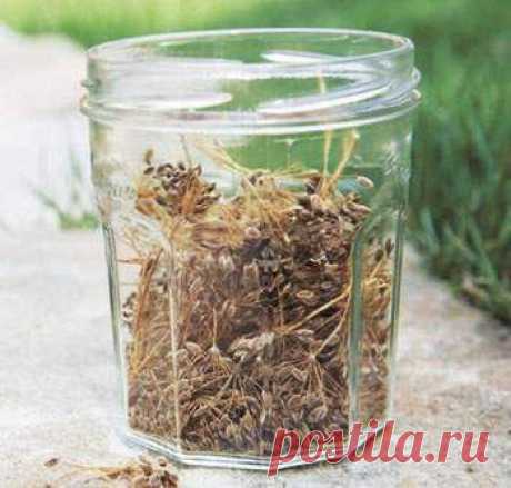 Уникальные свойства обычного укропа &amp;raquo; Интернет-газета Кумушка.com