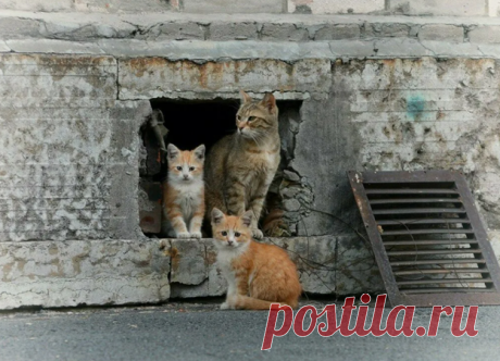 Директор радикально решил вопрос с бездомными котами в подвале школы (рассказ) | Тайган | Дзен