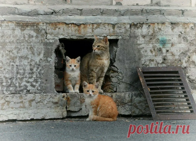 Директор радикально решил вопрос с бездомными котами в подвале школы (рассказ) | Тайган | Дзен