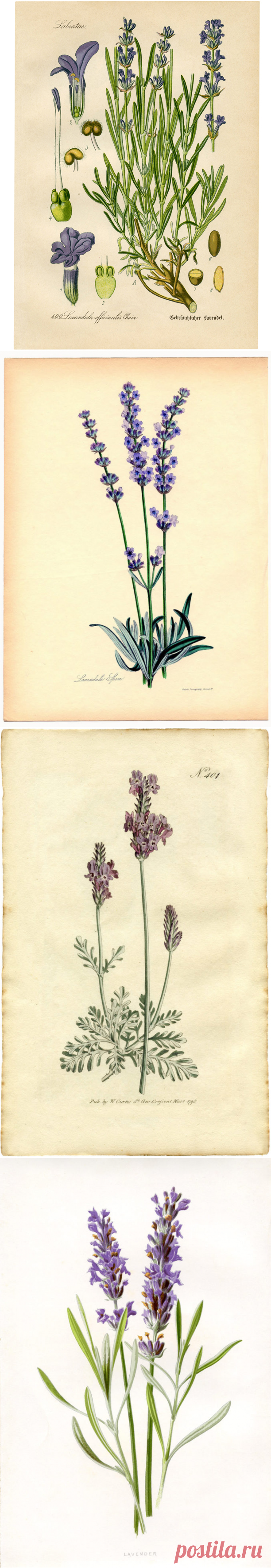 7 Цветок Лаванды Клипарт! - Графическая Фея