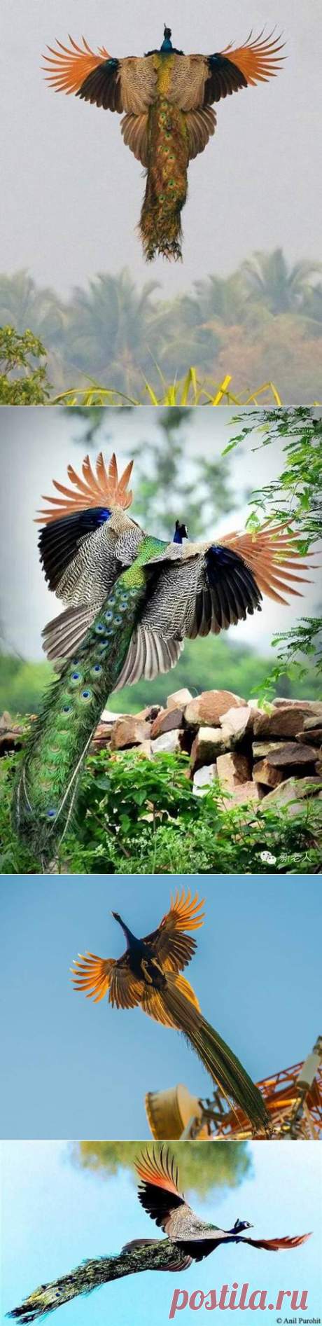 Павлин в полете