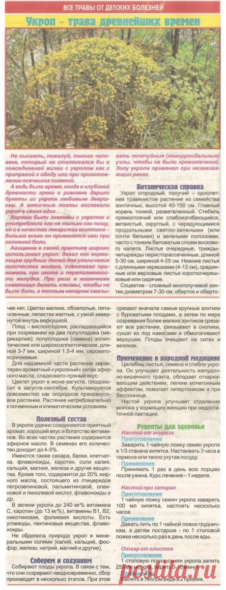 Укроп - трава древнейших времен