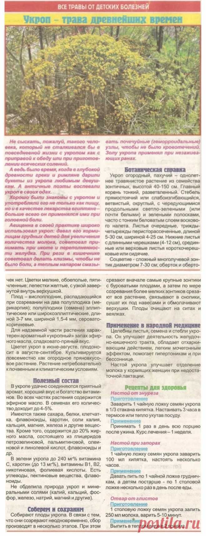 Укроп - трава древнейших времен
