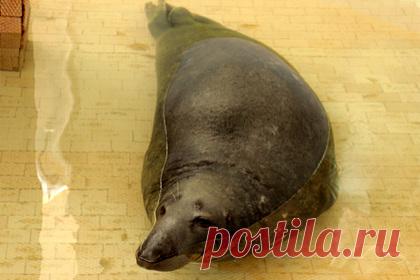 Серый тюлень приехал в Калининградский зоопарк из Литвы. Литовский зоологический сад Каунаса передал Калининградскому зоопарку серого тюленя по кличке Кайюс. По ее словам, новый обитатель приехал в Калининград 3 августа. Его транспортировкой занималась чешская компания, которая имеет лицензию на перевозку экзотических животных.