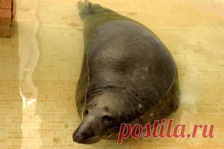 Серый тюлень приехал в Калининградский зоопарк из Литвы. Литовский зоологический сад Каунаса передал Калининградскому зоопарку серого тюленя по кличке Кайюс. По ее словам, новый обитатель приехал в Калининград 3 августа. Его транспортировкой занималась чешская компания, которая имеет лицензию на перевозку экзотических животных.