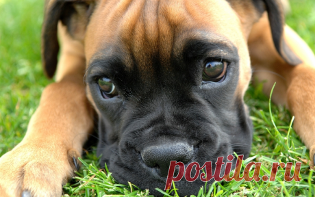 How many dogs live? / Fauna / iFAQ - Interesting facts and questions life and death statistics of dog is that dogs purebred breeds live less than their relatives with a mixed set of rocks.