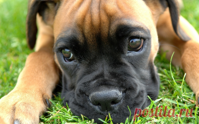 How many dogs live? / Fauna / iFAQ - Interesting facts and questions life and death statistics of dog is that dogs purebred breeds live less than their relatives with a mixed set of rocks.