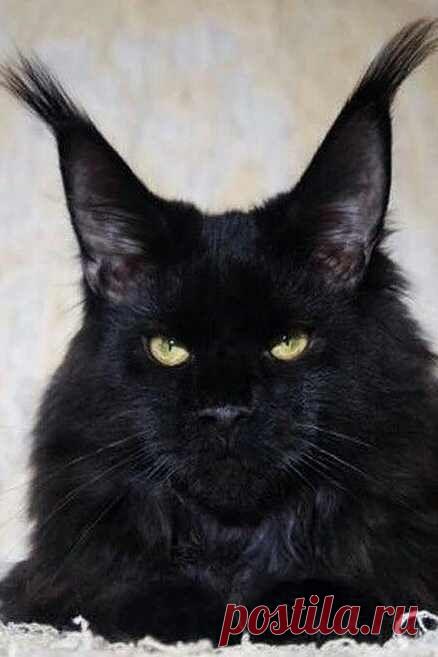 Can a Maine Coon Cat be Black? Can you guess? Click for more info on this subject