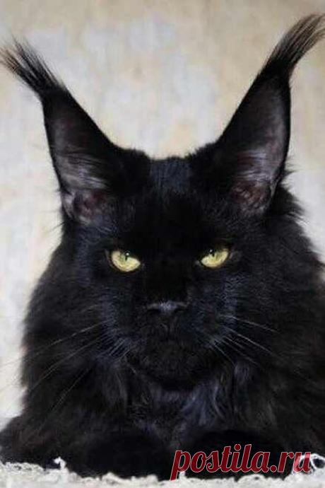 Can a Maine Coon Cat be Black? Can you guess? Click for more info on this subject