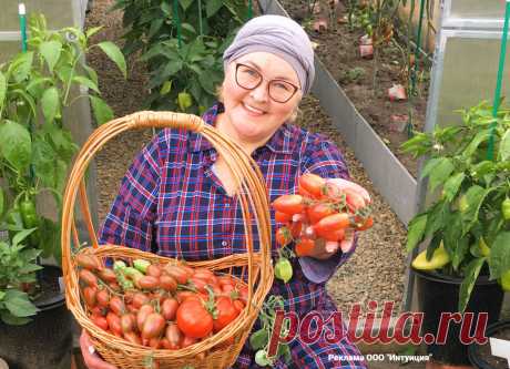 Сладко, сочно, вкусно очень! Вырастила томаты для сладкоежек, теперь внуки другие и есть не хотят | Сибирский сад Оксаны Артеменко | Дзен