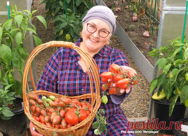 Сладко, сочно, вкусно очень! Вырастила томаты для сладкоежек, теперь внуки другие и есть не хотят | Сибирский сад Оксаны Артеменко | Дзен
