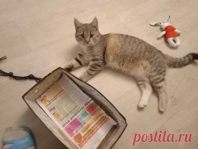 Брошенные кошечки, которые еще не растеряли все свои девять жизней и нашли новый дом