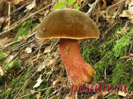 Boletus erythropus