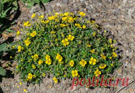 Как оформить горку — подбираем лапчатки. Фото — Ботаничка