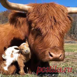 Photo shared by NATURE GEOGRAPHY on February 18, 2021 tagging @unconventional_acres.