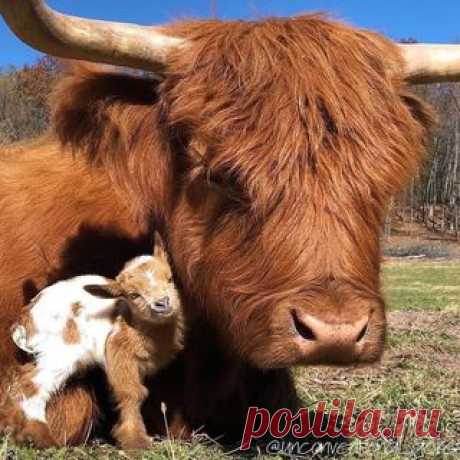 Photo shared by NATURE GEOGRAPHY on February 18, 2021 tagging @unconventional_acres.