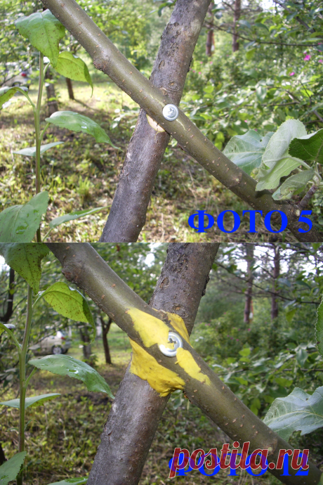 Прививка аблактировкой - Сады Сибири