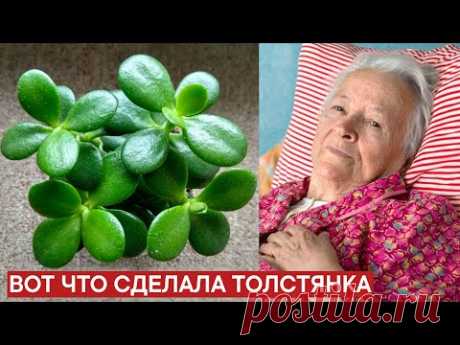 Вот что ДЕНЕЖНОЕ ДЕРЕВО дома сделало с моим телом. Что творит толстянка?