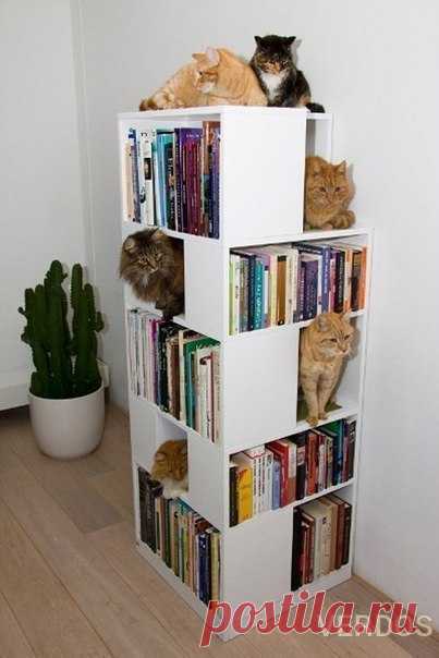 Книжный шкаф для себя и котов