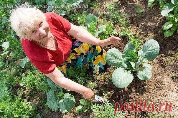 ДЕЛИМСЯ ДАЧНЫМИ ХИТРОСТЯМИ.