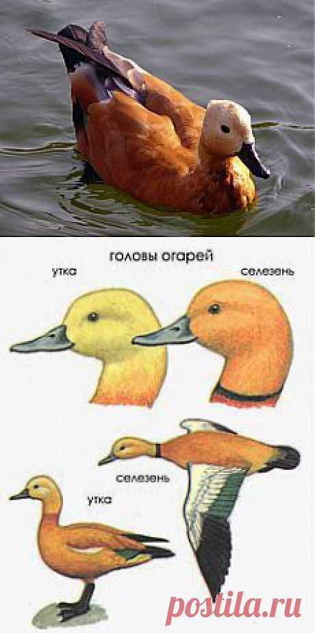 Наши утки. Огарь