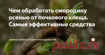 Чем обработать смородину осенью от почкового клеща. Самые эффективные средства Чёрная смородина одна из самых популярных ягод у садоводов. Но при этом растение чаще всего подвергается заражению различных вредителей, в том числе смородинным почковым клещом.