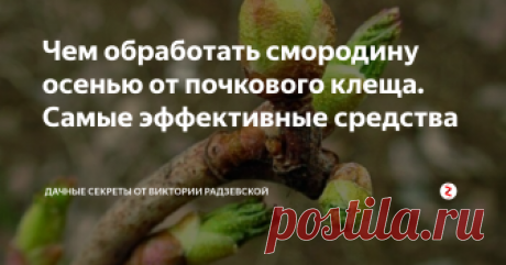 Чем обработать смородину осенью от почкового клеща. Самые эффективные средства Чёрная смородина одна из самых популярных ягод у садоводов. Но при этом растение чаще всего подвергается заражению различных вредителей, в том числе смородинным почковым клещом.