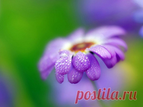 flor-com-gotas-dagua
