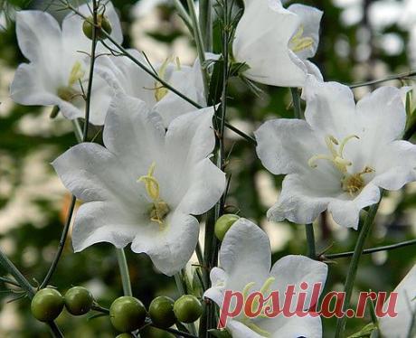 Тараторка — «а колокольчики звенят» на Яндекс.Фотках