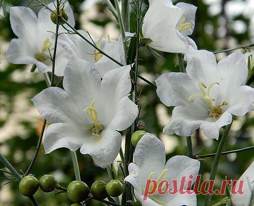 Тараторка — «а колокольчики звенят» на Яндекс.Фотках