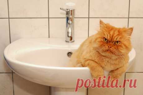 Рыжий перс Garfi
