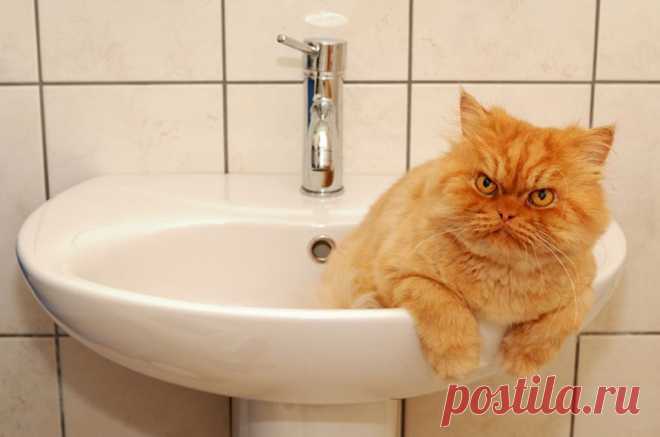 Рыжий перс Garfi