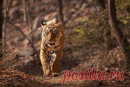 Лесники поймали растерзавшего трех человек пожилого тигра-людоеда