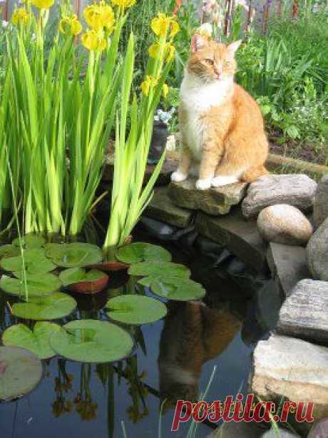 Изюминки нашего сада. – Лариса Аксёнова добавила фотографию в альбом &quot;В траве сидел кузнечик&quot;! 3 ....