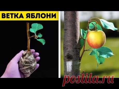 33 ПРОСТЫХ ТРЮКА С РАСТЕНИЯМИ, КОТОРЫЕ НЕЛЬЗЯ ПРОПУСТИТЬ - YouTube