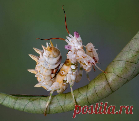Удивительные богомолы и палочники: 9 самых невероятных видов.