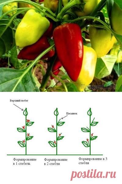 Пасынкование перца