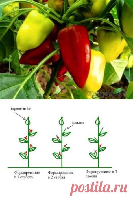 Пасынкование перца