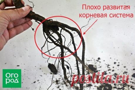 13 признаков некачественных саженцев роз | Розы (Огород.ru)