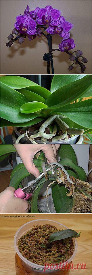 Как размножать орхидею фаленопсис. | Хитрости Жизни