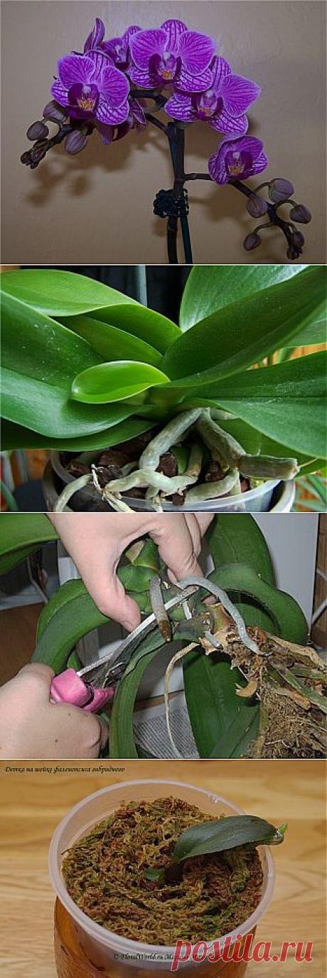 Как размножать орхидею фаленопсис. | Хитрости Жизни