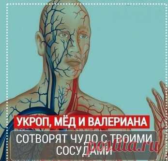Укроп, мёд и валериана! Всего 1 столовая ложка сотворит чудо с твоими сосудами.