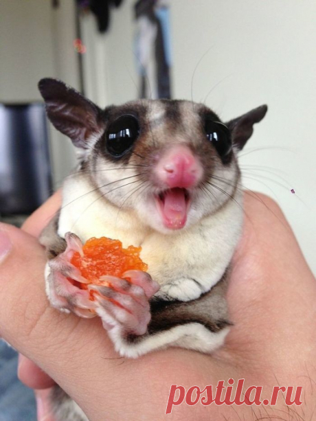 Сахарный поссум - это само очарование!