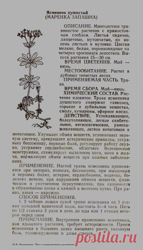 Ясменник душистый (маренка запашна)