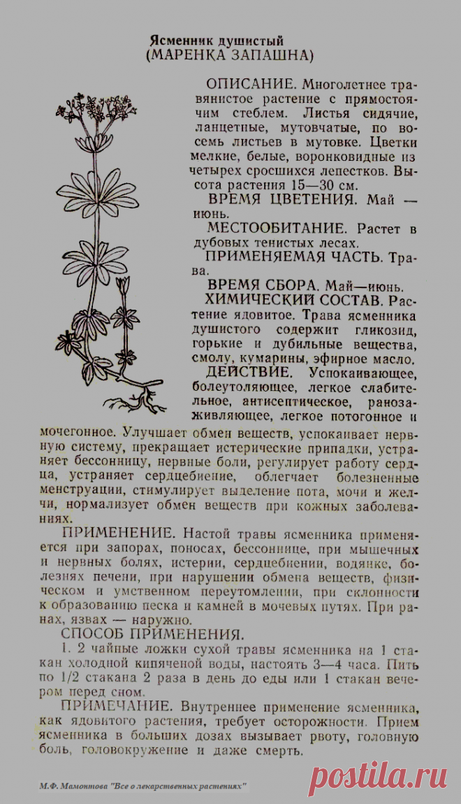 Ясменник душистый (маренка запашна)