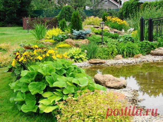 Декоративнолистные растения для сада: Растения с цветными, яркими, большими декоративными листьями, фото и названия