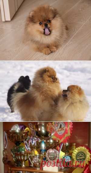 Мечтает о единственной любви на всю жизнь? Заведите шпица! | Женский мир - http://ledi.litgostinaya.ru/lyubov-na-vsyu-zhizn/

Кирюша - Чемпион России, сын знаменитого Букси, но мы его любим не за звания и награды, а за великую преданность, которую он проявляет к своей хозяйке. 
Он готов ее защищать от любой опасности, даже ценой своей жизни!