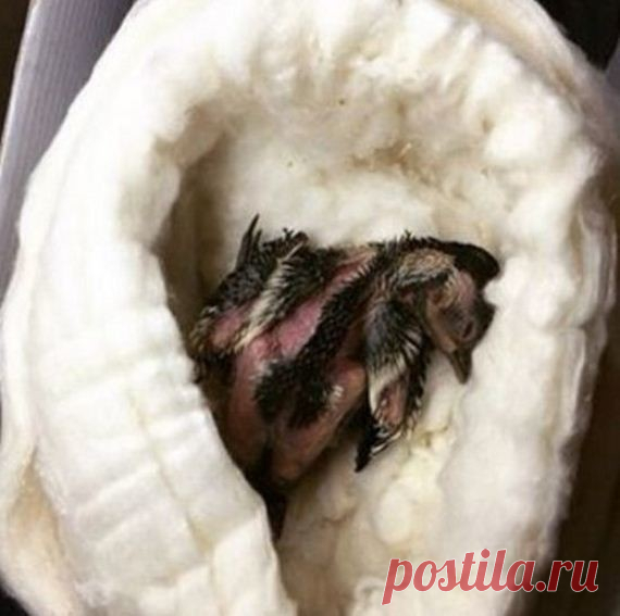 Когда девушка подобрала этого слепого и лысого птенца, она еще не знала, КОГО ей удалось спасти… | Чёрт побери